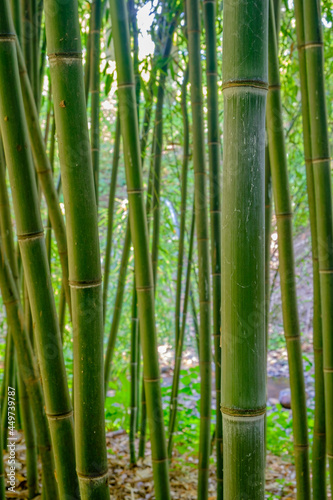 Closeup vertical image of a grove of bamboo trees