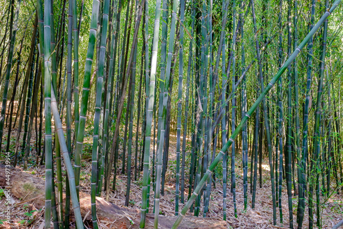 A beautiful grove of of bamboo trees