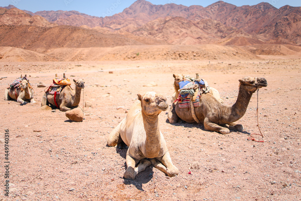 Fototapeta premium close-up of a camel lying on the sand behind it there are other camels