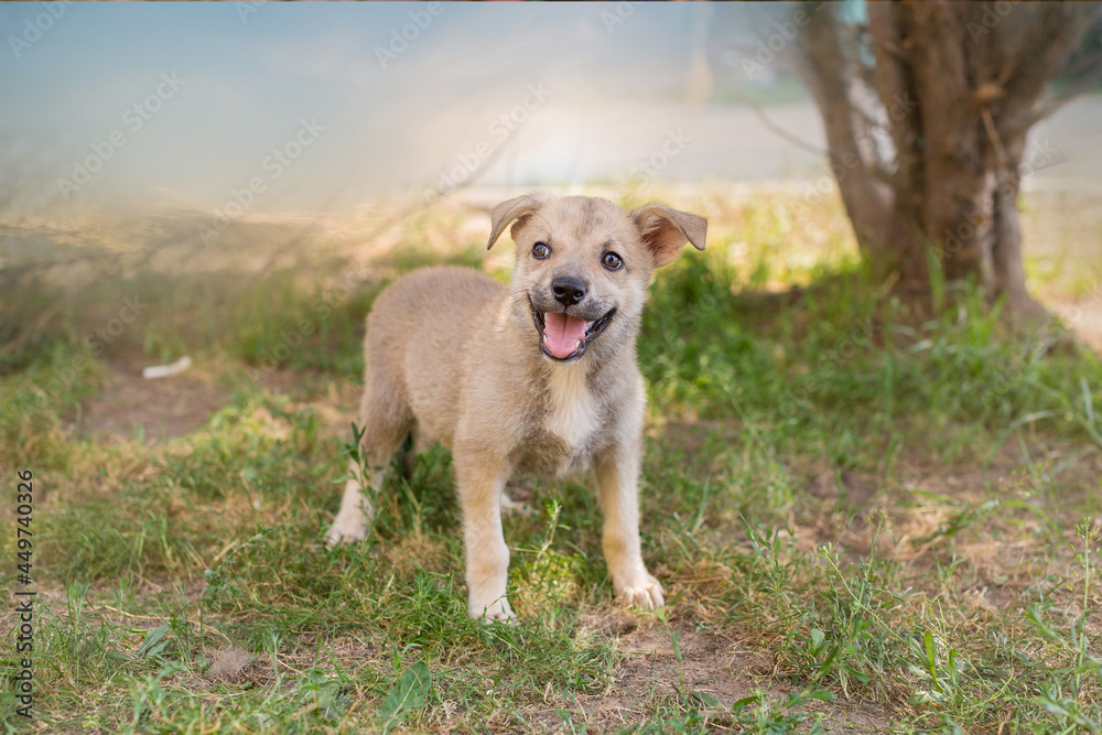 Small, homeless puppy on the grass