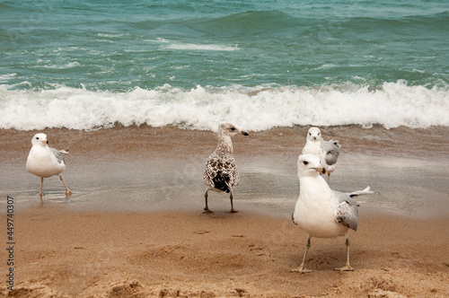 seagulls on the beach