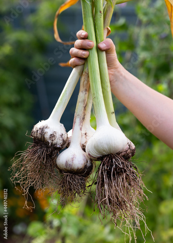 fleshly harvested organic Elephant Garlic Allium ampeloprasum at summer kitchen garden allotment
