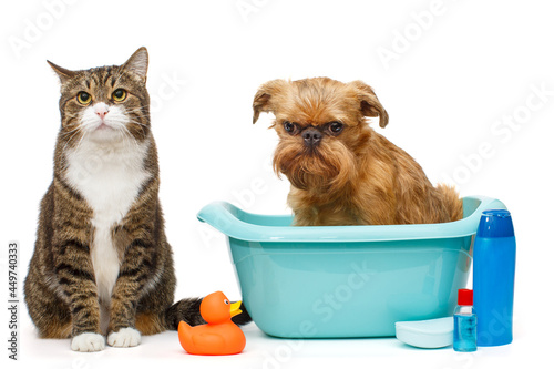 Serious gray cat and a dog that is sitting in a blue basin photo