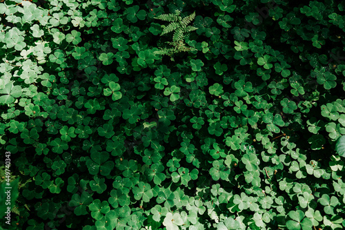 Green clover field. Natural leaves in the forest. Real natural background at summer