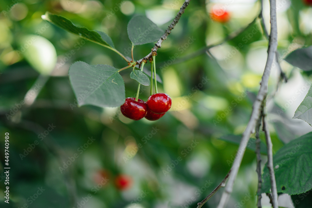 A ripe red cherry grows close-up on a tree on a sunny summer day.