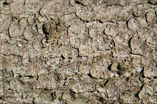 The texture of the tree bark in close-up. Pine is a tree.