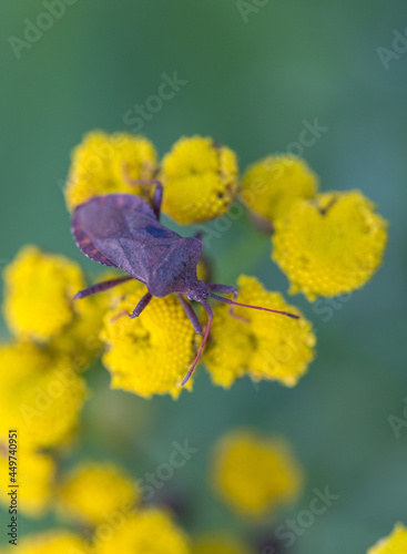 Brown shield bug on yellow blossom macro