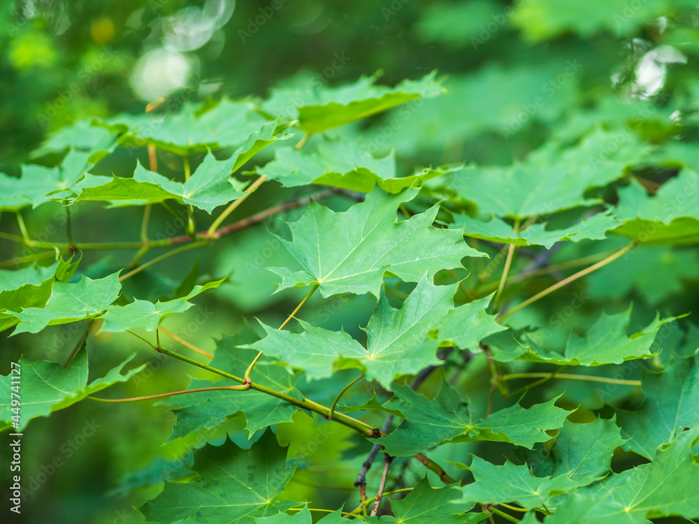Fototapeta premium Spring branches of maple tree with fresh green leaves