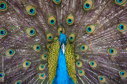 Pfau mit aufgestellten Federn, Nahaufnahme frontal photo