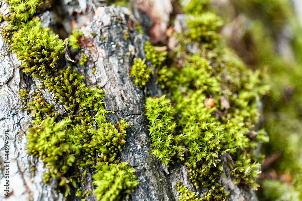moss on tree moss on tree