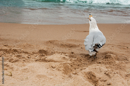 Seagull on the beach