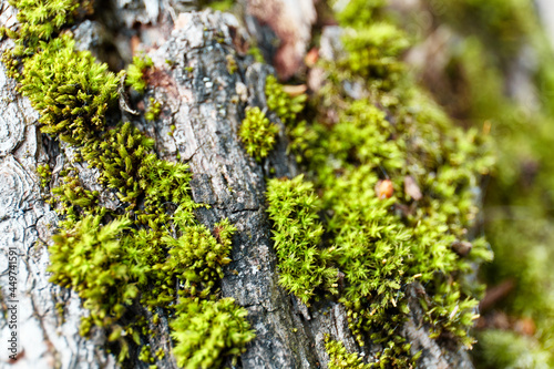 moss on tree