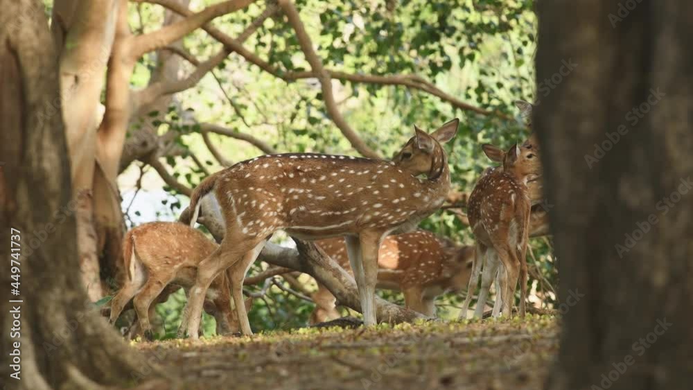 Full shot of Spotted deer or Chital preening or grooming in natural green background at forest of central India - axis axis Full shot of Spotted deer or Chital preening or grooming in natural green background at forest of central India - axis axis