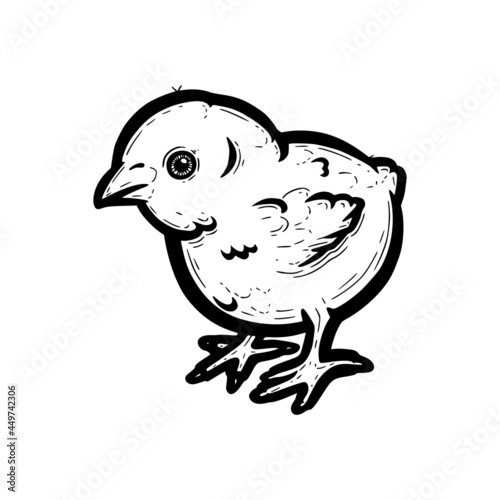 Realistic baby chicken outlined in white background. Free grazing chick in the runch. Hand drawn vector illustration