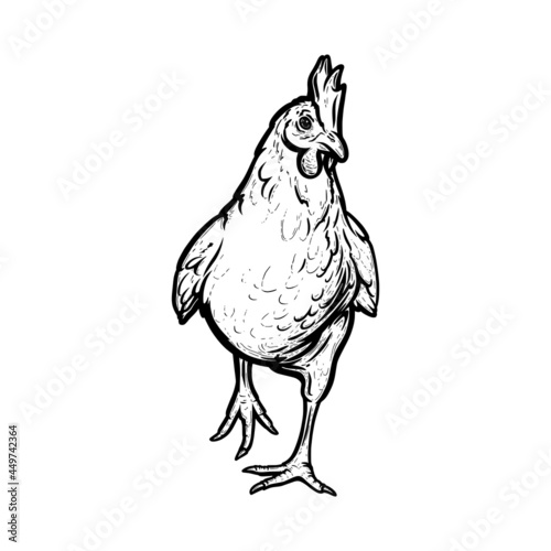 Realistic hen or broiler outlined in white background. Free grazing hen bird in the runch. Hand drawn vector illustration
