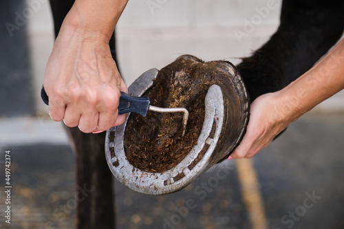 Detail of horse owner hands cleaning horse hoof with a hoof picker. photo