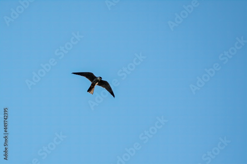Predatory bird Eurasian Hobby or Falco subbuteo flies in blue sky. The Eurasian hobby   Falco subbuteo  or just simply hobby