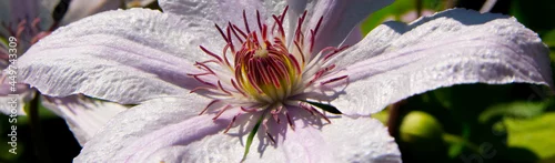 Panel kuchenny z motywem Kwiat powojnika 