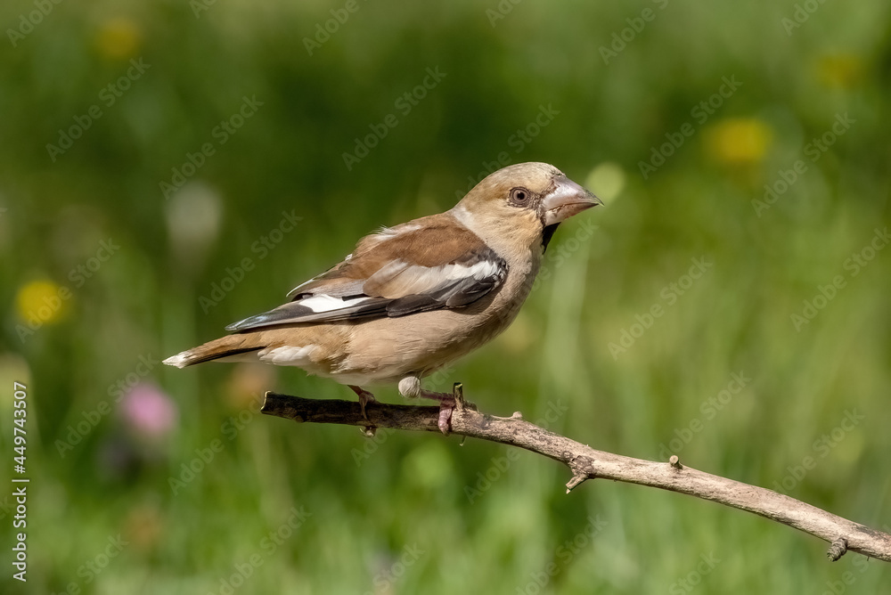 A Hawfinch bird sits on a branch of a dead tree, close-up