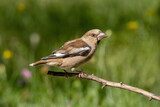 A Hawfinch bird sits on a branch of a dead tree, close-up