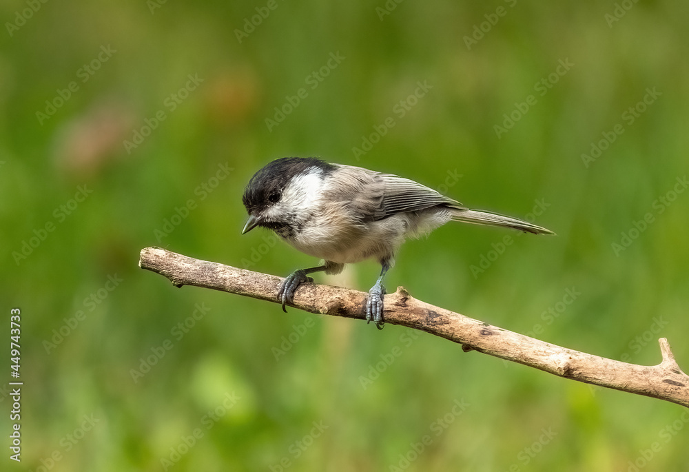 The Marsh tit bird sits on a withered tree branch, close-up The Marsh tit bird sits on a withered tree branch, close-up