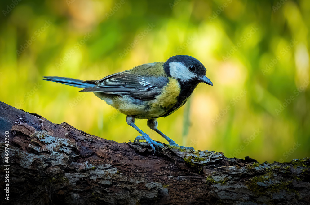 Obraz premium A bright and beautiful chickadee is sitting on a lying tree trunk against the background of bright sunlight