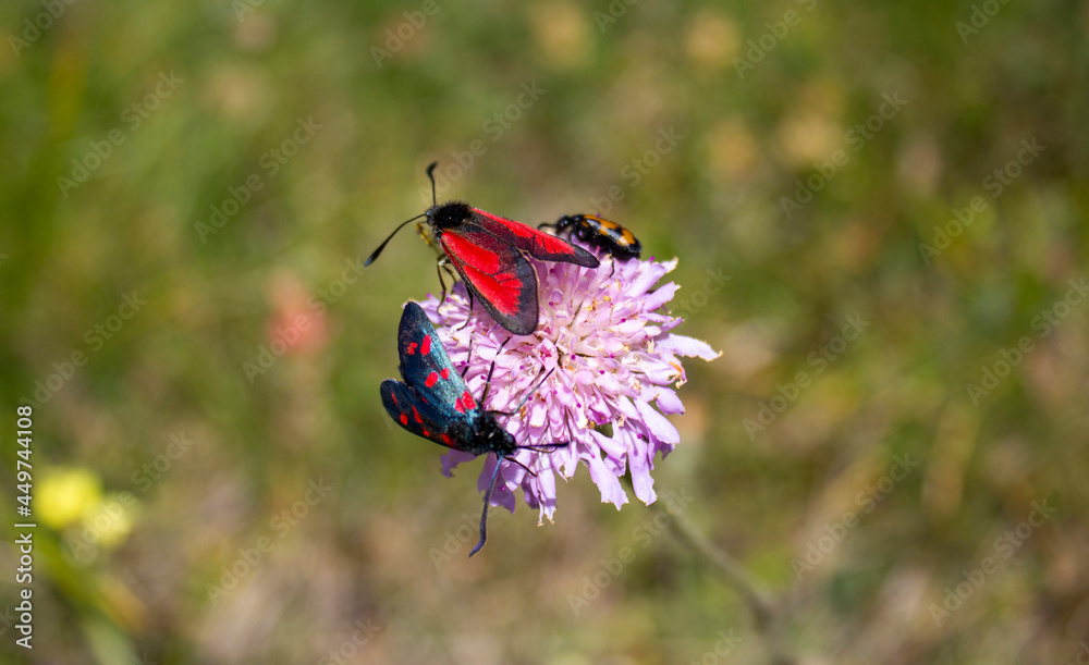 Three insects in a flower 