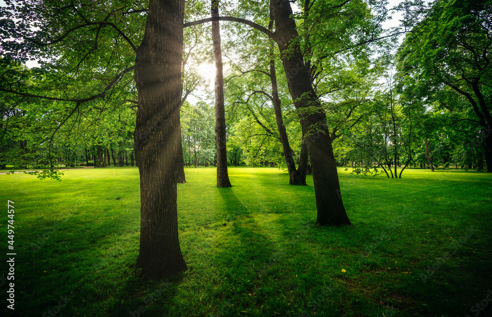 Fototapeta premium Early morning in a green park where a lawn grows among the trunks of oak trees illuminated by sunlight