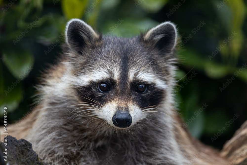 A raccoon in the bushes