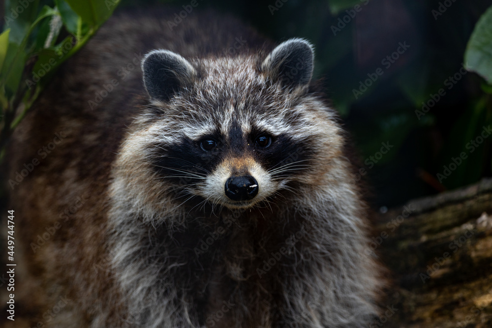 A raccoon in the bushes
