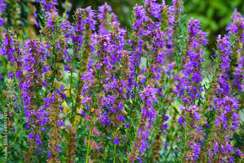 Purple flowers of Hyssopus officinalis, known as hyssop. Medicinal herb.