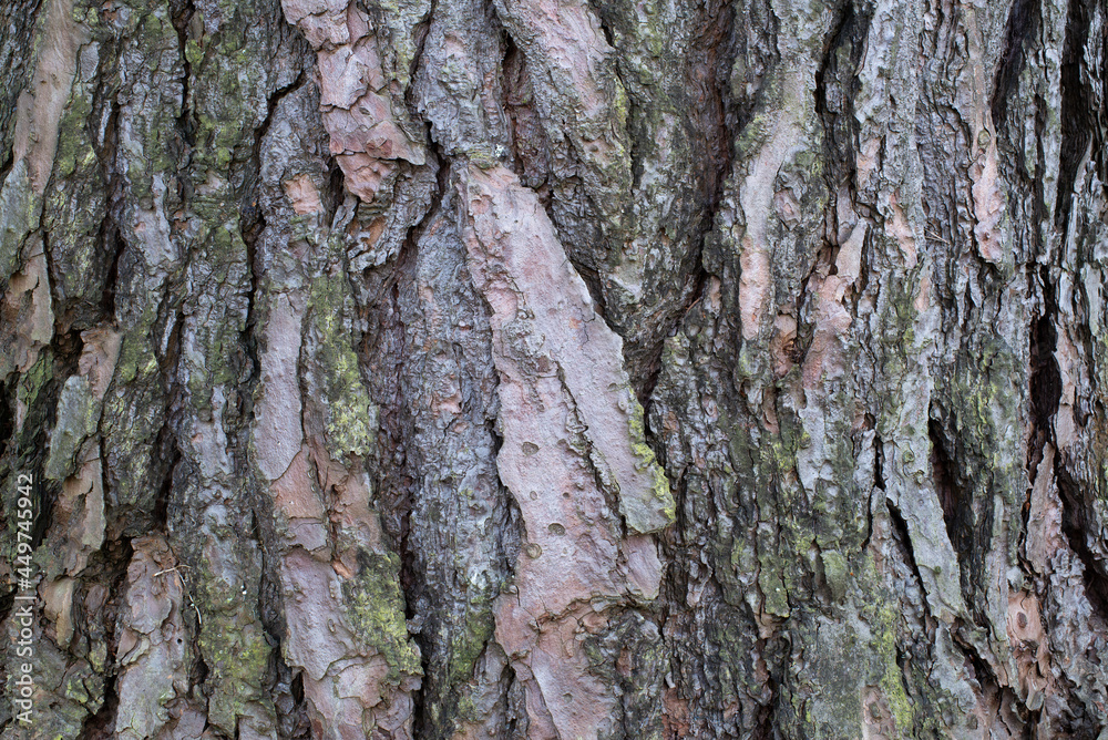 Pine tree bark texture for design and background Pine tree bark texture for design and background