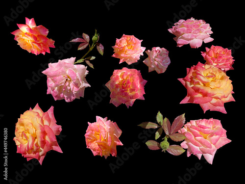 Pink roses with leaves and without leaves on a black background. Set of isolated elements.
