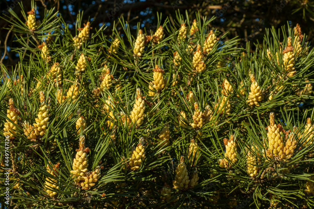 Blooming pine buds, a beautiful spring landscape for photo wallpaper Blooming pine buds, a beautiful spring landscape for photo wallpaper