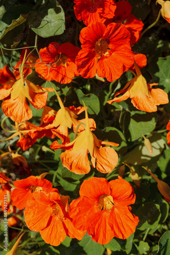 custom made wallpaper toronto digitalClose up of red, yellow and orange edible flowers in a garden