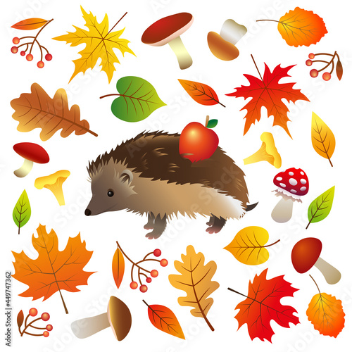 Autumn set with hedgehog and leaves