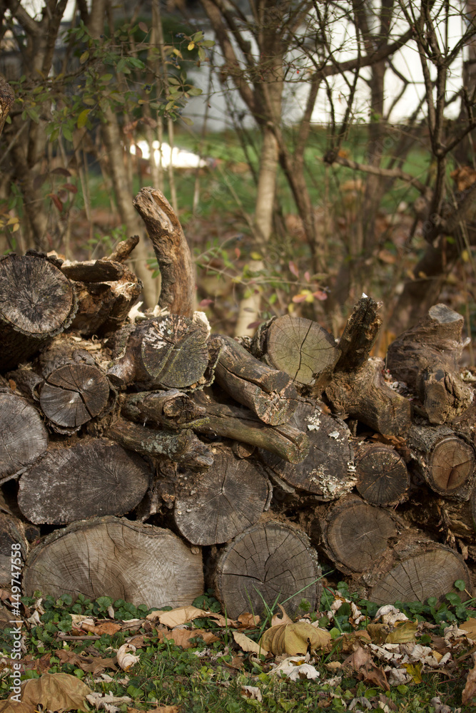 Obraz premium A Small Woodpile