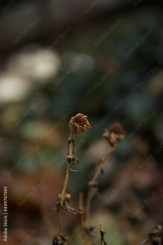 Fototapeta premium Dead Brown Flower with Muted Background