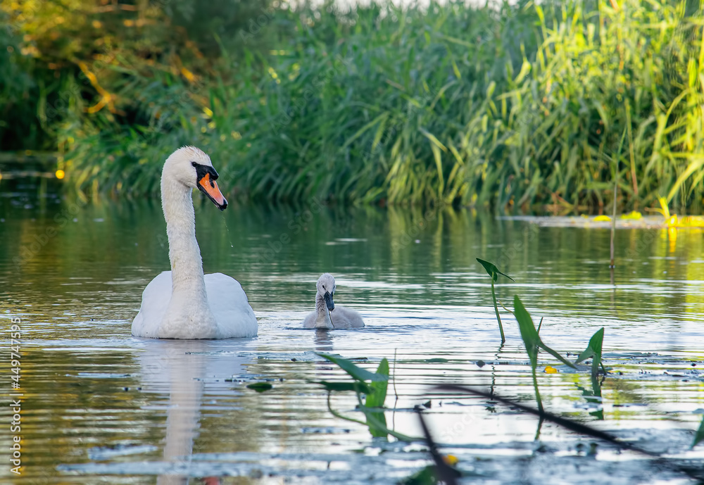 Swan swimming on a river with a cygnet Swan swimming on a river with a cygnet