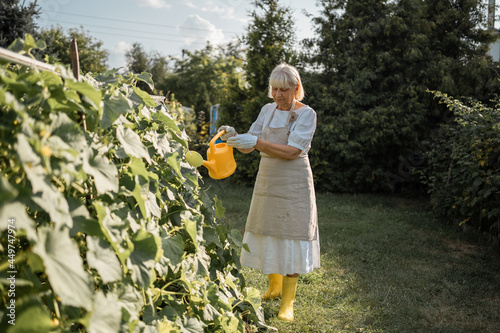 A woman at the age of 70 is working in her garden. Grows vegetables in a greenhouse. Environmentally friendly products. Spending time during the period of self isolation during COVID-19.