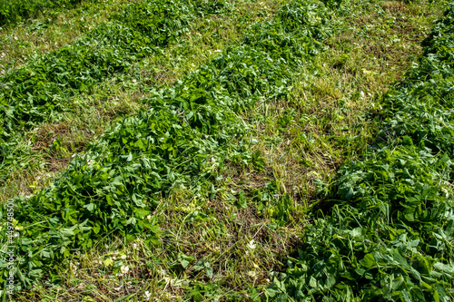 Mown green grass in the field  hay making