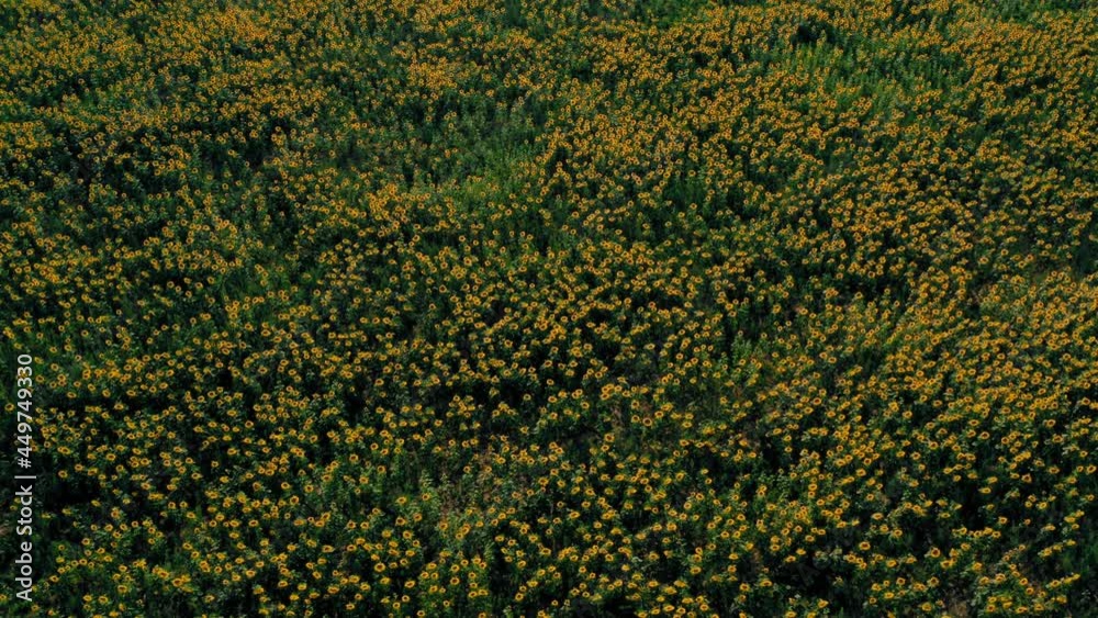 Aerial view of fields in sunshine. Idyllic natural landscape texture. Agricultural green yellow plantation on earth Aerial view of fields in sunshine. Idyllic natural landscape texture. Agricultural green yellow plantation on earth