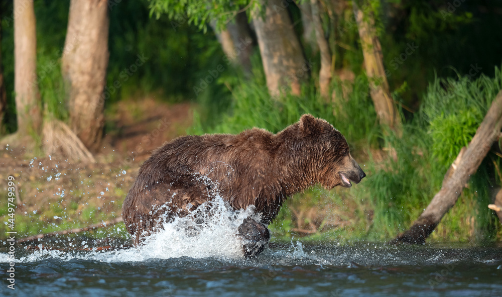 Brown bear running on the river and fishing for salmon. Brown bear chasing sockeye salmon at a river. Kamchatka brown bear, scientific name: Ursus Arctos Piscator. Natural habitat. Kamchatka, Russia. Brown bear running on the river and fishing for salmon. Brown bear chasing sockeye salmon at a river. Kamchatka brown bear, scientific name: Ursus Arctos Piscator. Natural habitat. Kamchatka, Russia.