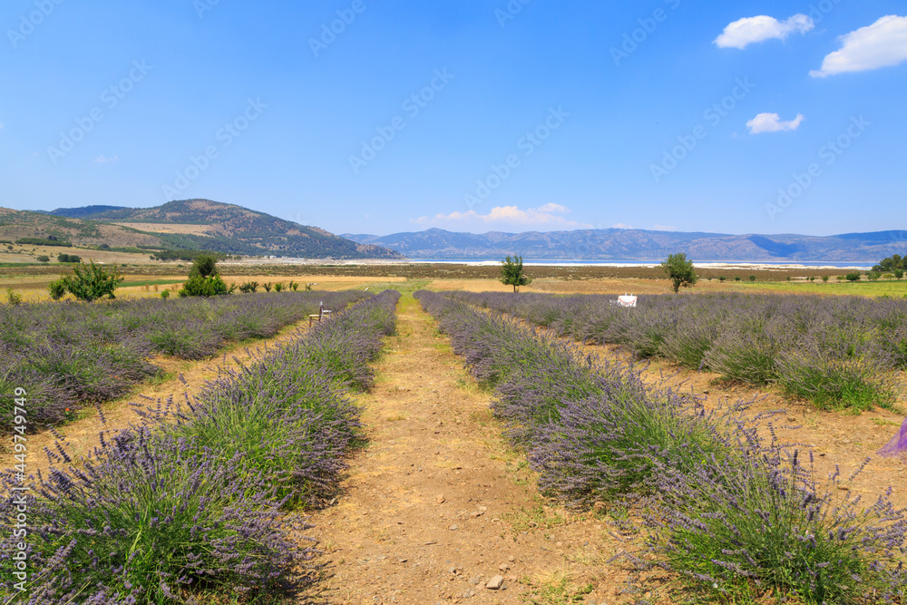 Lavender field near lake Salda in Burdur, Turkey
