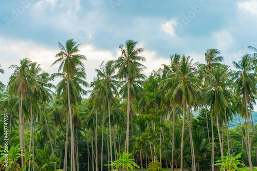 Tropical natural landscape palm grove and blue sky