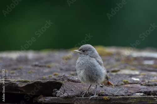 Redstart chick on a ancient roof stone