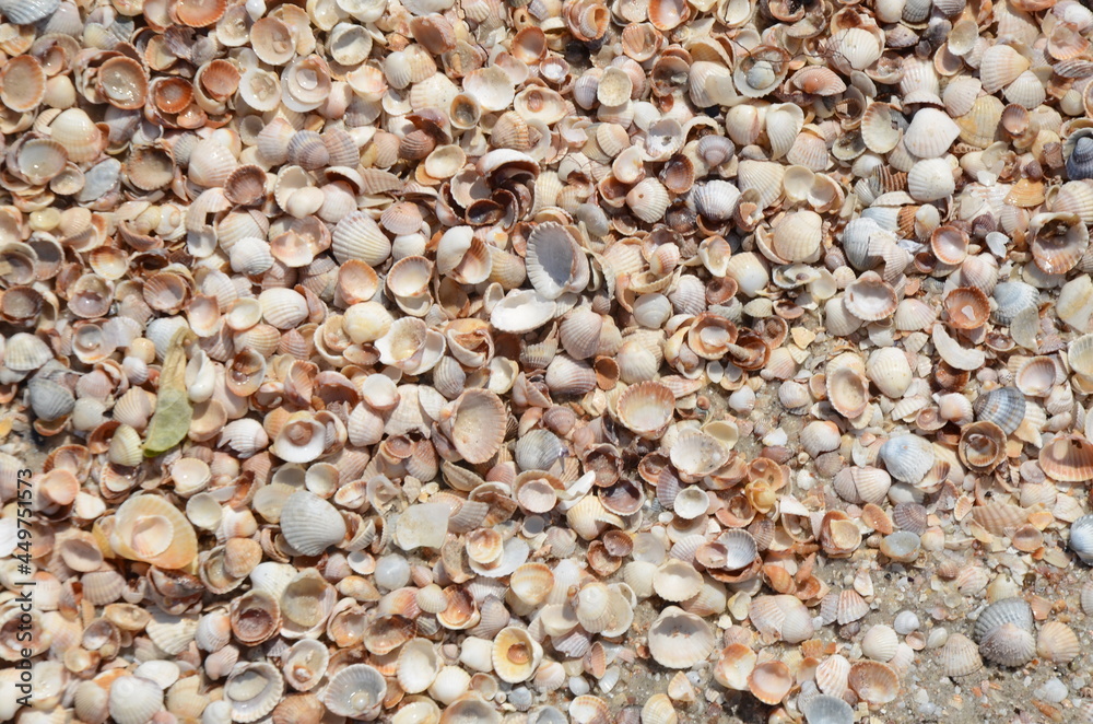 stone, beach, pebble, texture, rock, nature, gravel, pattern, sea, stones, sand, backgrounds, pebbles, textured, surface, material, close-up, rocks, gray, small, macro, granite, shell, closeup, natura stone, beach, pebble, texture, rock, nature, gravel, pattern, sea, stones, sand, backgrounds, pebbles, textured, surface, material, close-up, rocks, gray, small, macro, granite, shell, closeup, natura