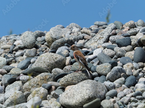 Common linnet on stones on coast