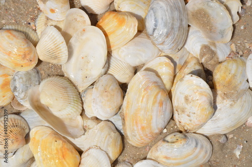 shell, sea, beach, nature, shells, seafood, food, seashell, shellfish, ocean, summer, mollusk, sand, clam, marine, close-up, cockleshells, cockle, seashells, snail, texture, macro, water, collection, 