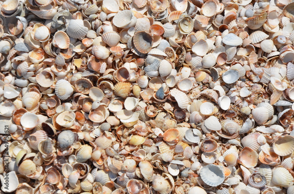 beach, stone, pebble, sea, texture, nature, rock, gravel, shell, sand, pattern, stones, pebbles, rocks, backgrounds, textured, surface, macro, shells, close-up, material, shore, color, ocean, small